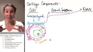 Bone  Cartilage 2 Cartilage tissue [upl. by Annaujat]