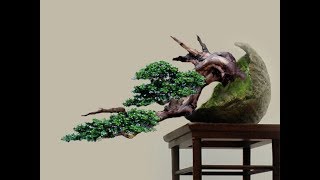 Rare  Chinese Sweet Plum Bonsai Tree Sageretia Theezans [upl. by Ayotnahs]