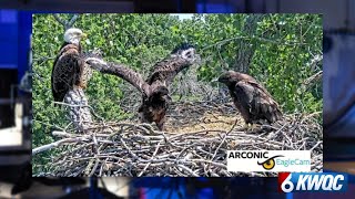 Arconic Eagle Cam’s eaglet Clark passes away officials say [upl. by Niassuh]