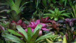 My Bromeliad Garden [upl. by Zanlog]