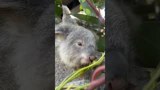 Baby koala eating eucalyptus leaves [upl. by Adnerak926]