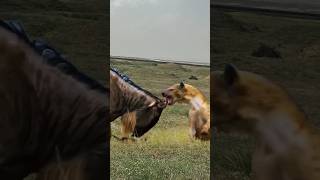 hoary fox 🦊 attack on mosh youtubeshorts animals shortvideo trendingshorts vairal shorts [upl. by Naerad]