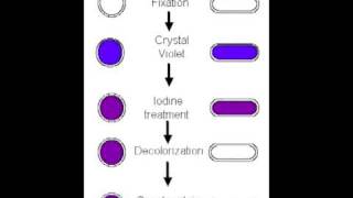 Gram stain 2mp4 [upl. by Mientao897]