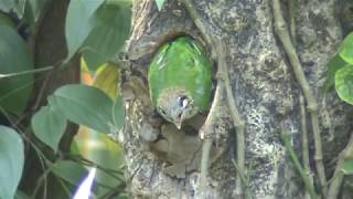 Whitecheeked or Small Green Barbet  Megalaima viridis [upl. by Ylas]