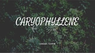 Caryophyllene I Terpene I Dr Pepper Hernandez [upl. by Adnorehs]