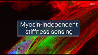 The viscoelasticity of flowing actin regulates stiffness sensing in fibroblasts without myosin [upl. by Nirraj442]