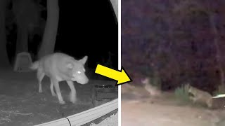 A Stray Dog Is Fighting Off Coyotes and This Woman Is Determined to Catch Him [upl. by Mitzl]