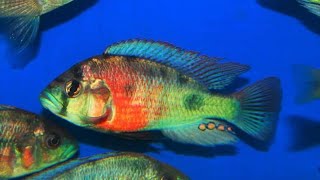 Haplochromis sp Musoma Blue [upl. by Qifar]