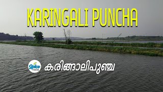 കരിങ്ങാലി പു‌ഞ്ച  KARINGALI PUNCHA  Karingalichal Lake [upl. by Lydell29]