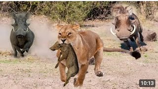 unbelievable brave warthog parents is detramind to chase and attect Lion videos discovery animal [upl. by Yemiaj]