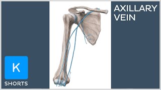 Axillary vein in less than 1 minute  Kenhub shorts [upl. by Love]