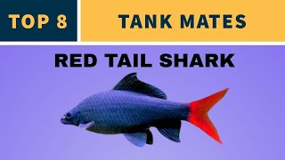 TANK MATES FOR RED TAIL SHARK [upl. by Niryt]