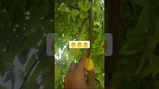 Star fruit🍎trending reels🍓 kamrakh falviralshort viralshorts [upl. by Learsi]