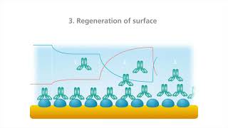 Quartz Crystal Microbalance with Dissipation QCMD Principle Surface Interaction Processes [upl. by Arquit272]