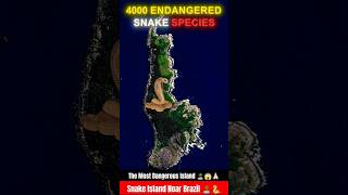 The Most Dangerous Island 😱😱 Snake Island near Brazil 🏝️ 🐍🐍 island dangerous snakeisland snakes [upl. by Hatokad]