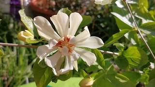 Calycanthus Venus  allspice sweetshrub spicebush hybridvery fragrant plant for a UK small garden [upl. by Aleyam]