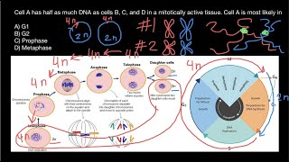 When our cells are Tetraploid and Diploid during Mitosis [upl. by Naejarual]