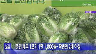 춘천 배추 1포기 1만 1800원 작년의 2배 이상 [upl. by Enamrahc434]