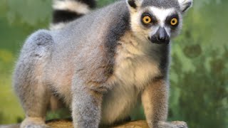 Ai Facts about the Ringtailed Lemur [upl. by Oznole]