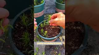 Pruning and planting portulaca flower it growing more beautiful shortvideo gardenflower plants [upl. by Nedroj444]