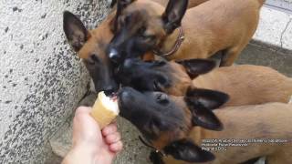 Owczrek Belgijski Malinois  Szczeniaki [upl. by Standing]