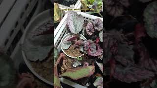 begonia begonias begoniarex begoniaplant plants plantlover gardening plantcollection fyp [upl. by Mayhew149]