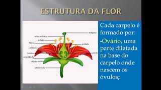 Composição da flor [upl. by Sander]