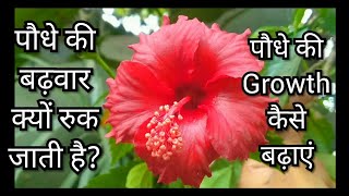 5 पौधे की बढ़वार क्यो रूक जाती है  पौधे की ग्रोथ कैसे बढ़ाए  Hibiscus Repotting  Increase Growth [upl. by Liss35]