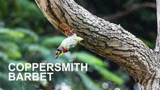 Coppersmith Barbet birds study birdwatching [upl. by Yelram]