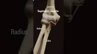 The supinator muscle originate from the lateral epicondyle of humerusanatomy mbbsabroad doctor [upl. by Annayoj]