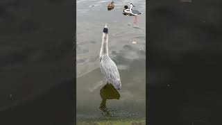 quotHeron vs Gull Heron Raises Crest amp Bends as Gull Circles Overhead—Tense Aerial Showdownquot Part 1 [upl. by Einaffets]