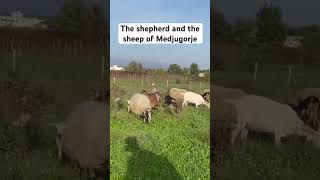 The shepherd and the sheep have of Medjugorje [upl. by Frendel]