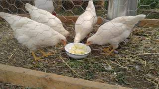 White rock chickens eat cooked potatoes for the first time [upl. by Tracey]