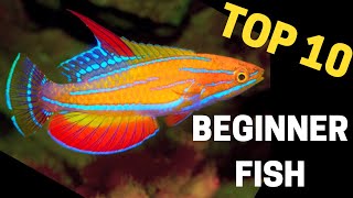 Top 10 Stunning Saltwater Fish for Beginners [upl. by Wenoa]