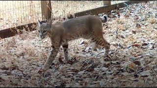 Bobcats Woodside Ca [upl. by Mattland112]