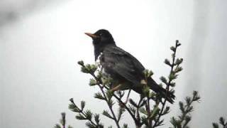 クロツグミ（Japanese Thrush） [upl. by Ansaev691]