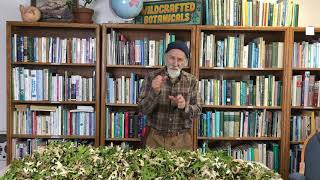 How to Harvest and Process Lungwort with Michael Pilarski quotSkeeterquot [upl. by Curt59]