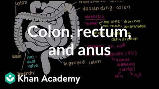 Colon rectum and anus  Gastrointestinal system physiology  NCLEXRN  Khan Academy [upl. by Cleve327]