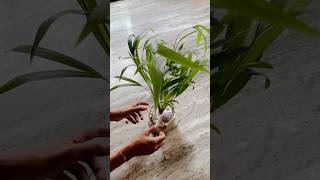 unboxingvideo from nurserylive Arecapalm nature plantlover minivlog reels shorts trending [upl. by Gader]