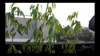 How to plant indian mast tree or false ashoka tree [upl. by Cooke]