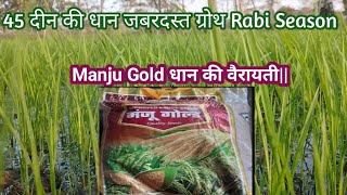 45 दीन की धान जबरदस्त ग्रोथ Manju Gold धान की वैरायती Rabi Season Update [upl. by Leirej793]