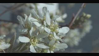 Trees In Spring [upl. by Janka]