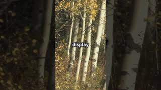 Mind Blowing Aspen Facts didyouknow funfacts nationalpark aspen colorado breathtakingviews [upl. by Botnick967]