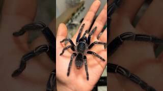 Aphonopelma Seemanni Male 🤓💙 tarantula tarantulakeeper arachnid tarantulas tarantulalove fy [upl. by Ana]