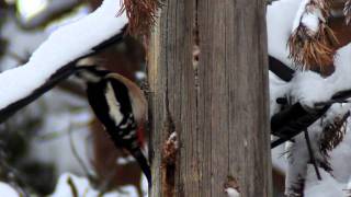 Great spotted woodpecker eating pine seeds [upl. by Nichani]