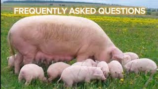 FREQUENTLY ASKED QUESTIONS IN PIGGERY [upl. by Druci895]