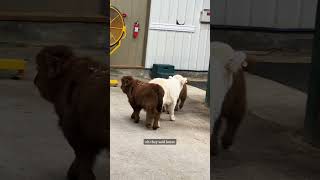 Mini cows go explore the barn on their own highlandcattle minicows cuteanimals babyanimals [upl. by Asiat]