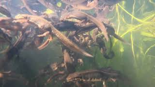 Its peak newt season in my wildlife pond [upl. by Nylyahs]