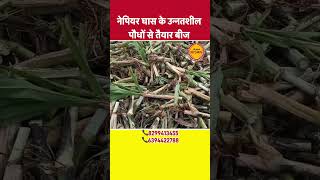 Best napier grass stick  super napier ghas ka beej  reel agriculture animalfeed [upl. by Haneekas300]