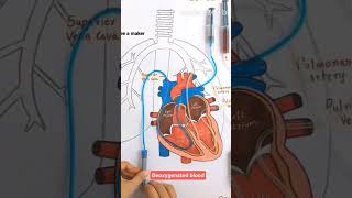 deoxygenated blood and oxygenated blood 🫀🫀🫀🫀 [upl. by Attiuqal]